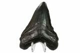 Fossil Megalodon Tooth - Georgia #145452-2